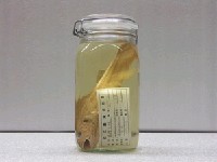 藏品(丁氏叫姑魚)的圖片